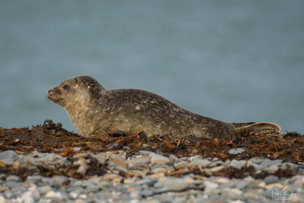 Grey Seals - Point of Ayre - © Peter Killey - www.manxscenes.com