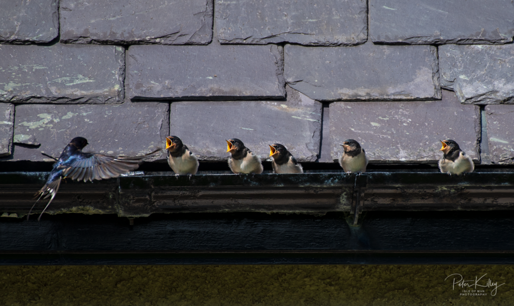 Swallows - Isle of Man