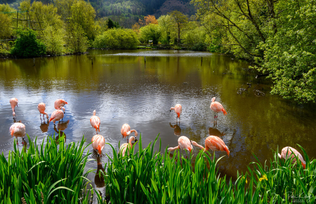 Flamingos - Wildlife Park - © Peter Killey - www.manxscenes.com