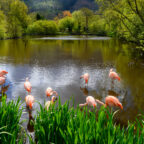 Flamingos - Wildlife Park - © Peter Killey - www.manxscenes.com