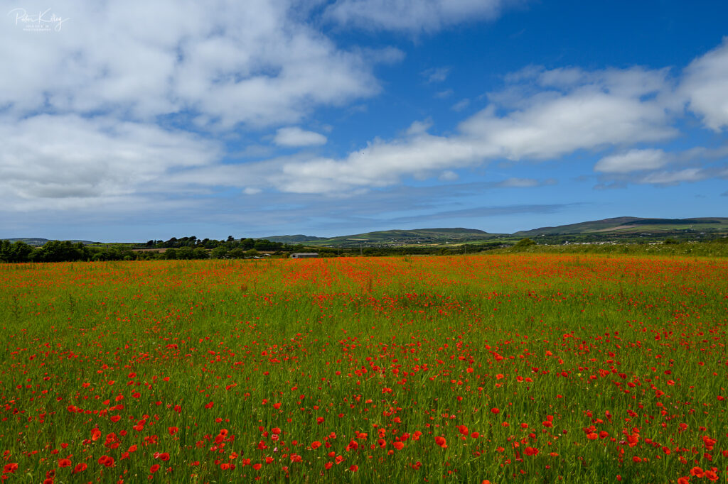 Poppy Field, Malew Road - Castletown - © Peter Killey - www.manxscenes.com