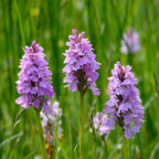 Wild Orchids and Siberian Iris - © Peter Killey - www.manxscenes.com