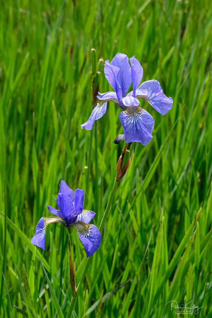 Wild Orchids and Siberian Iris - © Peter Killey - www.manxscenes.com