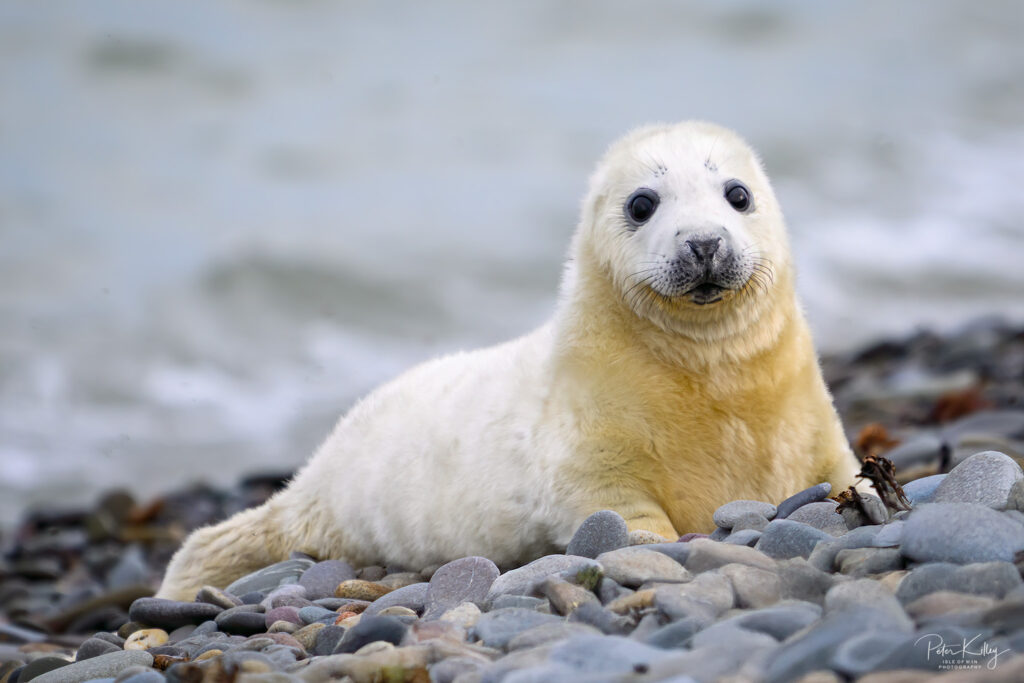 Seals at the Point of Ayre - © Peter Killey - www.manxscenes.com