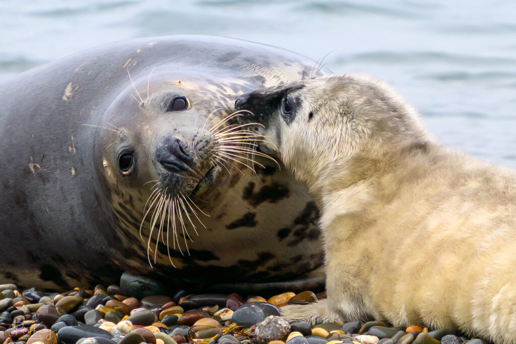 Seals at the Point of Ayre - © Peter Killey - www.manxscenes.com
