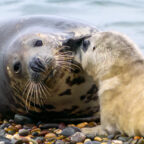 Seals at the Point of Ayre - © Peter Killey - www.manxscenes.com