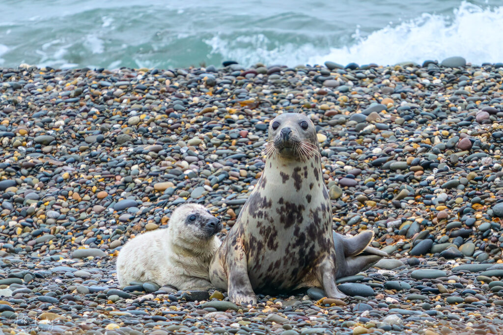 Seals at the Point of Ayre - © Peter Killey - www.manxscenes.com