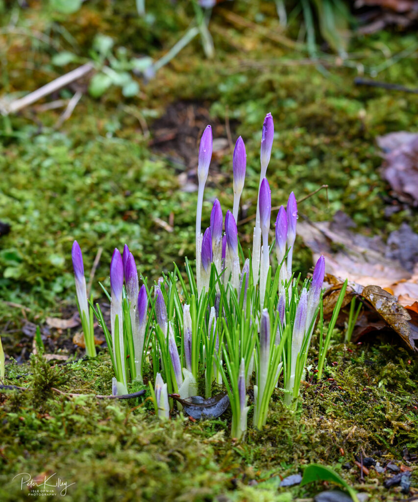 Quarry Falls in Laxey - © Peter Killey - www.manxscenes.com
