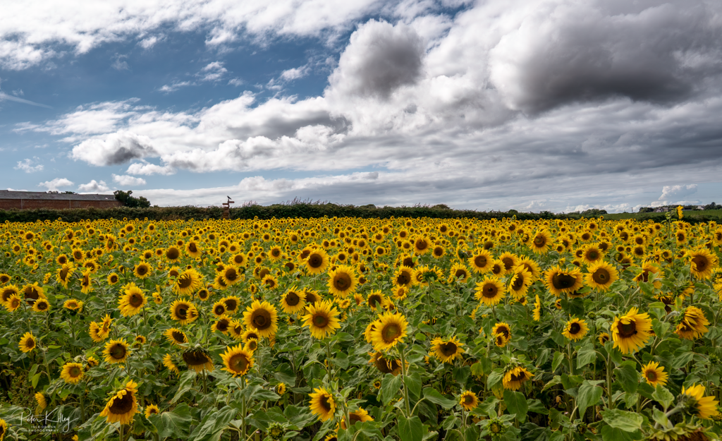 Bride Sunflower fields – Isle of Man