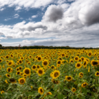 Bride Sunflower fields – Isle of Man